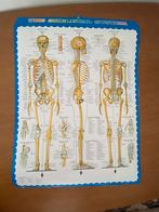 Menselijk skelet met botten en spieraa duiding, Ophalen of Verzenden, Zo goed als nieuw