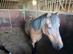 A-pony te koop, Dieren en Toebehoren, Pony's