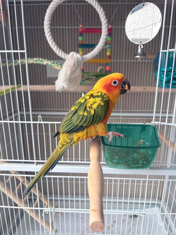 Jeune perruche solaire, Animaux & Accessoires, Oiseaux | Perruches & Perroquets, Perruche, Femelle, Domestique, Bagué