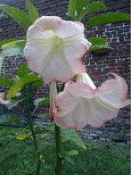 Zaden Brugmansia, Tuin en Terras, Ophalen of Verzenden, Gehele jaar, Halfschaduw, Zaad
