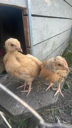 Bevruchte bebroede kippen eieren broedeieren, Dieren en Toebehoren, Pluimvee