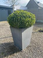 Buxus in grote pot, Jardin & Terrasse, Plantes | Jardin, Autres espèces, Enlèvement ou Envoi, Plante fixe