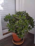 Mooie plant, Enlèvement