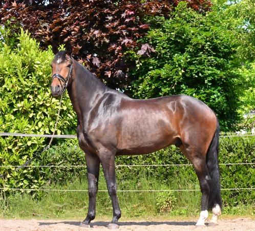 5 Jarige ruin Jameson RS2 x Charmeur, Dieren en Toebehoren, Paarden, Ruin, L, 170 tot 175 cm, 3 tot 6 jaar, Dressuurpaard, Met stamboom