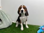 Beagle pup, België, Beagle, Reu, 8 tot 15 weken