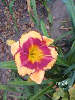 Hemerocallis nr 24, Ophalen of Verzenden