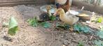 Te koop, Baby eenden, 2 stuks, geboren 20 juni 2025, Meerdere dieren