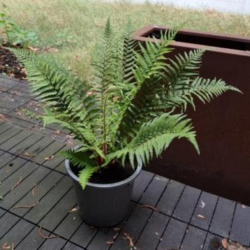 Zeer mooi meerjarige winterharde tuinplant Varen in kweekpot beschikbaar voor biedingen
