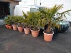 Winterharde palmboom, Ophalen