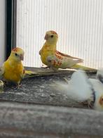 Roodruggen, Dieren en Toebehoren, Mannelijk, Parkiet, Geringd