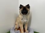 Wolfskeeshond pups, België, Keeshond, 8 tot 15 weken, Meerdere