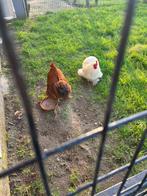 Haan, Dieren en Toebehoren, Mannelijk