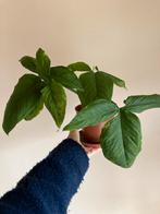 Syngonium mojito kamerplant, Huis en Inrichting, Kamerplanten, Ophalen of Verzenden