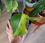 monstera aurea plantje, Ophalen