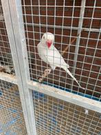 Witte halsbandparkiet, Animaux & Accessoires, Oiseaux | Pigeons, Femelle