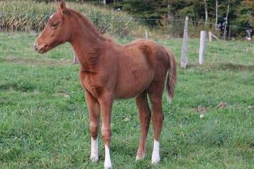 Merrieveulen Narcos ll Voltaire 2025 beschikbaar voor biedingen
