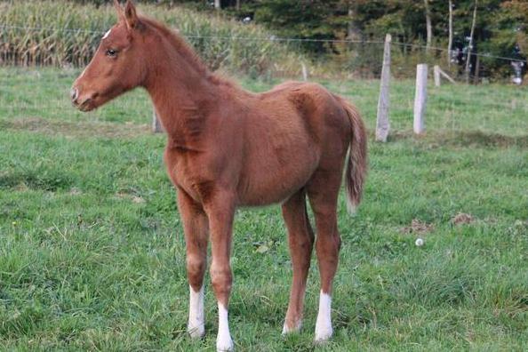 Pouliche zangersheide 2025, Tickets en Kaartjes, Recreatie | Dierentuinen