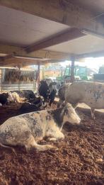 Bwb koe gezocht, Dieren en Toebehoren, Januari, Vrouwelijk