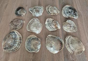 Mooie decoratieve schelpen  beschikbaar voor biedingen