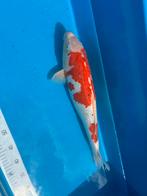 Japanse koi Ginrin Sanke 54cm, Dieren en Toebehoren, Vissen | Vijvervissen, Karper of Koi