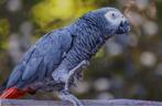 Te koop gevraagd, Dieren en Toebehoren, Vogels | Parkieten en Papegaaien, Papegaai, Tam