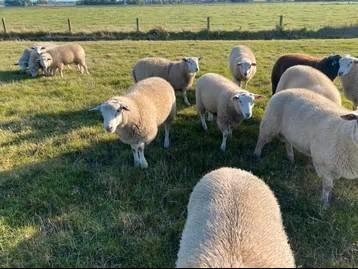 Schapen bokken 2025, Dieren en Toebehoren, Schapen, Geiten en Varkens, Schaap, Mannelijk, 0 tot 2 jaar