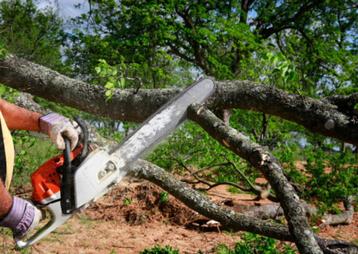 Professioneel Bomen Snoeien & Stormschade Herstel – Uw Tuin  beschikbaar voor biedingen