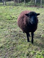 Ouessant ooi, Dieren en Toebehoren