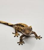 Wimpergekko vrouw, Dieren en Toebehoren, Reptielen en Amfibieën, Hagedis, Tam, 0 tot 2 jaar