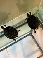2 waterschildpadden +- 4 jaar oud, Dieren en Toebehoren, Schildpad, Met terrarium, 3 tot 6 jaar