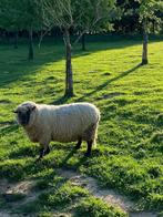 Bélier ,mouton à vendre, Ophalen