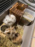 2 mannelijke konijnen te koop, Dieren en Toebehoren, Mannelijk, Dwerg, 0 tot 2 jaar