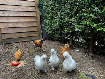 Toompje jonge zijdehoenders beschikbaar voor biedingen