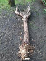 Brandhout  -  Stam  -  Den, Enlèvement