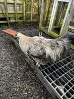 Zijdehoender haan, Mâle, Poule ou poulet