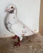 Choco-postduif Meulemans, Dieren en Toebehoren, Mannelijk, Postduif