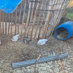 Olijflegger kriel 4 maand, Dieren en Toebehoren, Konijnen, Vrouwelijk, 0 tot 2 jaar