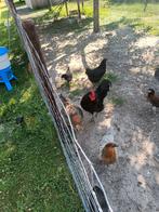 Kippen, Dieren en Toebehoren, Pluimvee