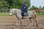 Zuiver Egyptische Arabier (5-jarige merrie), Dieren en Toebehoren, Paarden, Zadelmak, Recreatiepaard, Merrie, Gechipt