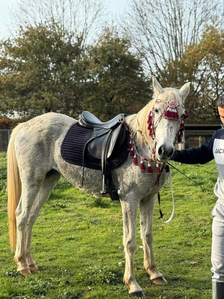 Te koop: Super brave 16-jarige merrie, Dieren en Toebehoren, Paarden, Merrie, M, Minder dan 160 cm, 11 jaar of ouder, Recreatiepaard