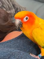 Conure soleil, Mannelijk, Papegaai, Tam