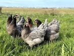 Bleu de landes broedeieren, Dieren en Toebehoren