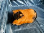 2 cavia’s, Animaux & Accessoires, Rongeurs, Mâle, Juin, Domestique, Cobaye