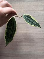 Hoya macrophylla albomarginata, Enlèvement ou Envoi