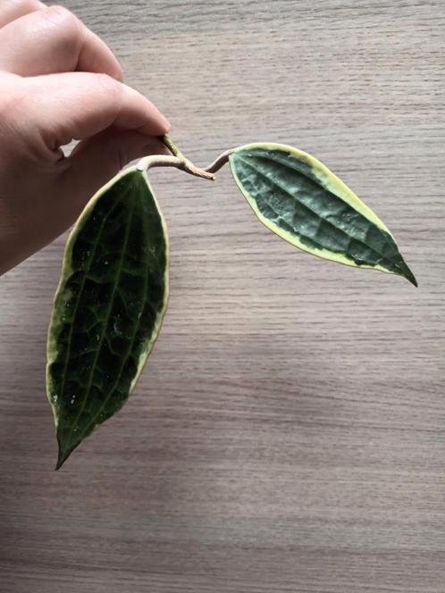 Hoya macrophylla albomarginata, Maison & Meubles, Plantes d'intérieur, Enlèvement ou Envoi