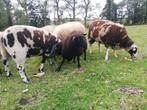 Ooi lam, Dieren en Toebehoren, Schapen, Geiten en Varkens, Vrouwelijk, Schaap, 0 tot 2 jaar