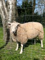 Jonge dekram, Dieren en Toebehoren