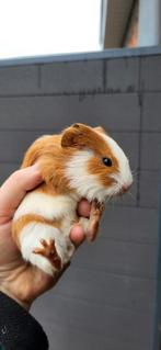 Jeune cobaye male, Animaux & Accessoires, Janvier, Cobaye