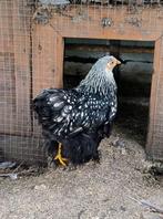 Cochin kriel hen, Dieren en Toebehoren
