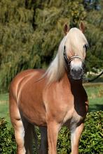 ** SUPER LIEVE &MOOIE 4 JARIGE HAFLINGER MERRIE **, Dieren en Toebehoren, Merrie, Zadelmak, Ontwormd